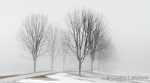 Trees In Fog_P1030443-5.jpg - Photographed at Smiths Falls, Ontario, Canada.